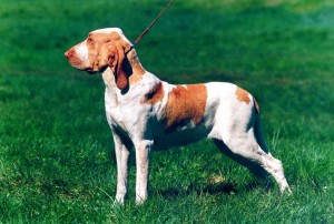 Bracco Italiano is playing on the open field