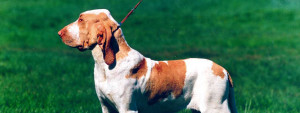 Bracco Italiano is playing on the open field