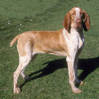 Bracco Italiano is ready to run - Pet Paw