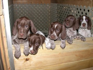 Braque Francais is hanging out with his buddies