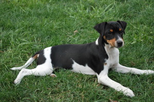 Brazilian Terrier is just relaxing