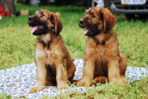 Briard is sitting with his sibling