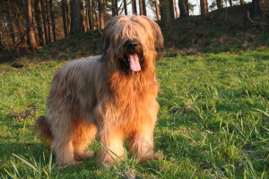 Briard is enjoying the sunset