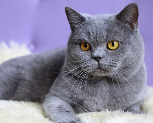 British Shorthair - Information, Health, Pictures & Training Pet Paw