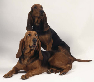 Bruno Jura Hound is posing together