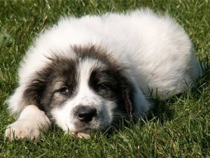 Bucovina Shepherd Dog is laying down