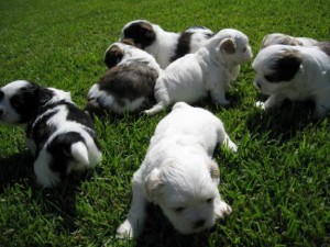 Bucovina Shepherd Dog is playing with the puppies