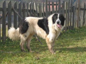 Bucovina Shepherd Dog is playing on the fence