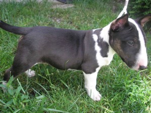 Bull Terrier (Miniature) is playing on the field