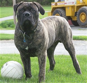 Bullmastiff with Soccer Ball