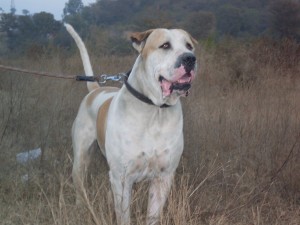 Bully Kutta running on the bushes