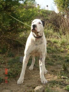 Bully Kutta is walking on the forest