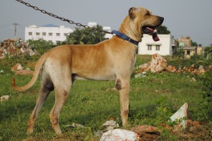 Bully Kutta wants to play