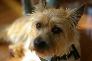 Cairn Terrier is looking back straight to the camera