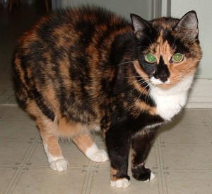 Calico