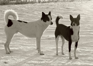 Canaan Dog is enjoying the snow