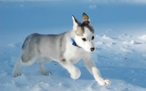 Canadian Eskimo Dog is running in the snow