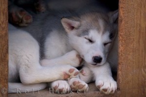 Canadian Eskimo Dog is resting