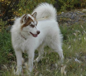 Canadian Eskimo Dog is walking downhill