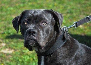 Cane Corso is mad