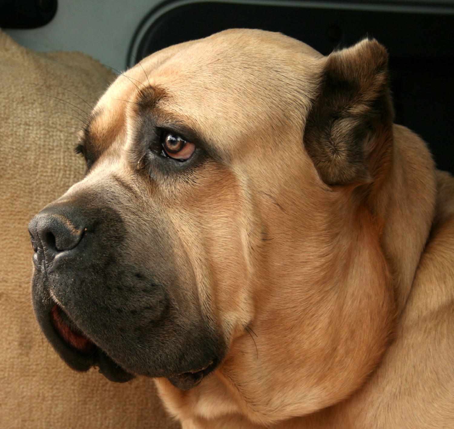 Cane Corso is feeling lonely - Pet Paw