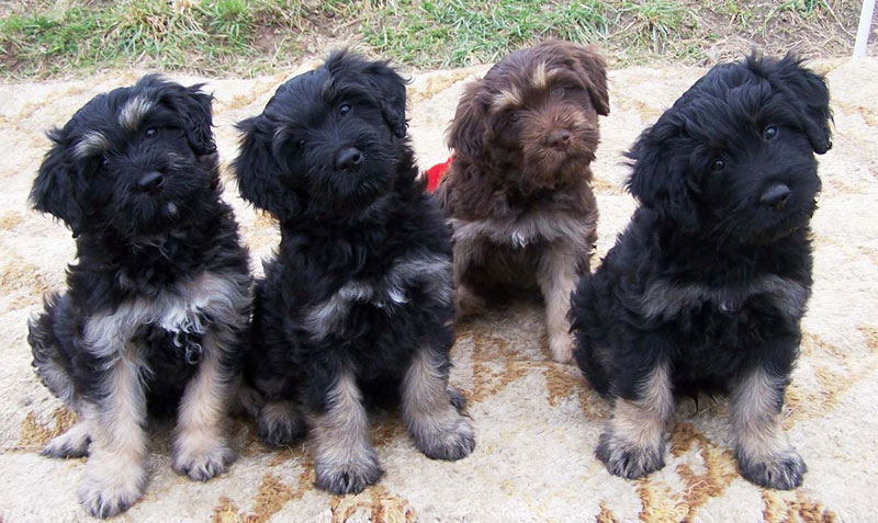 Cao da serra de sales aires puppies