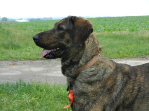 Cão de Castro Laboreiro is enjoying the view