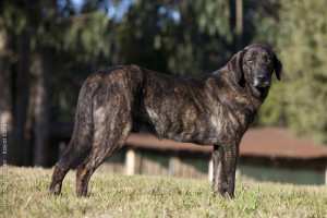 Cão de Castro Laboreiro is walking uphill