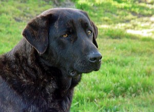 Cão de Castro Laboreiro is resting for a while