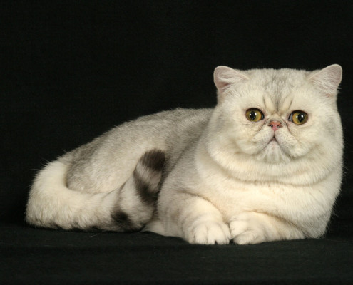 Exotic Shorthair - Information, Health, Pictures & Training Pet Paw