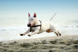 Bull Terrier is jumping