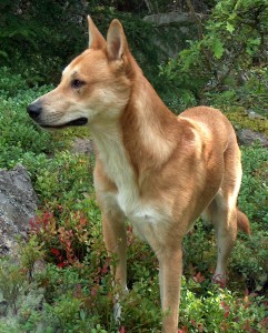 Carolina Dog is enjoying the garden