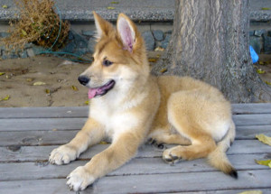 Carolina Dog is enjoying outside's view