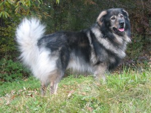 Carpathian Shepherd Dog is ready to hunt