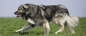 Carpathian Shepherd Dog is ready to hunt