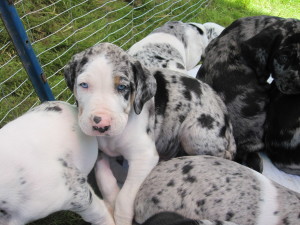 Catahoula Cur is just chilling