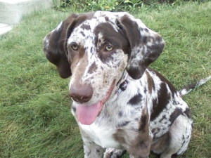 Catahoula Cur wants to be alone