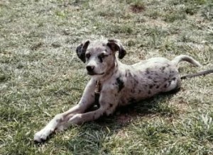 Catahoula Cur is just chilling