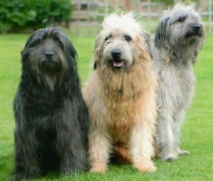 Catalan Sheepdog wants to play