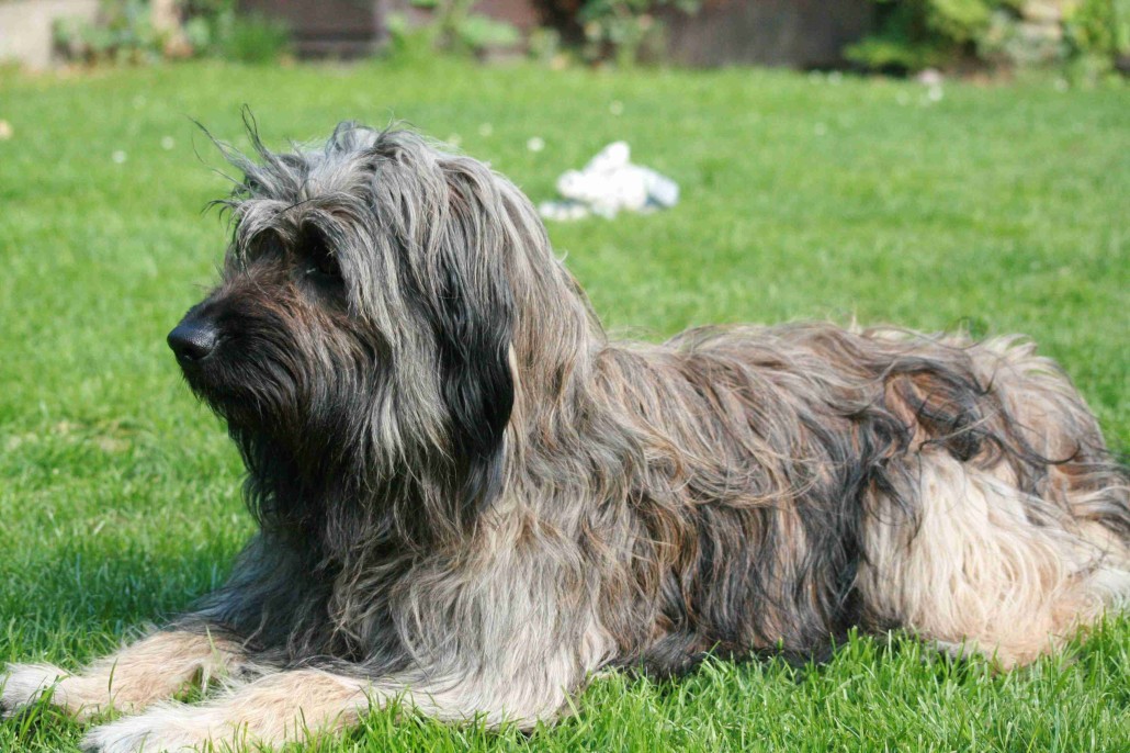 Catalan Sheepdog is just laying down - Pet Paw