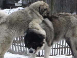 Caucasian Shepherd Dog is playing