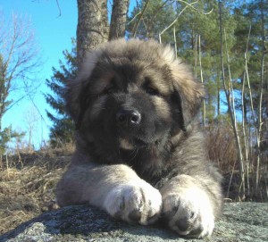 Caucasian Shepherd Dog is being alone