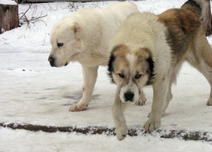 Central Asian Shepherd Dog is playing on the snow