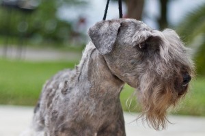 Cesky Terrier wants to play