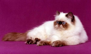 Himalayan Colorpoint Persian