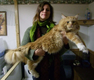Maine Coon carried by owner - Pet Paw
