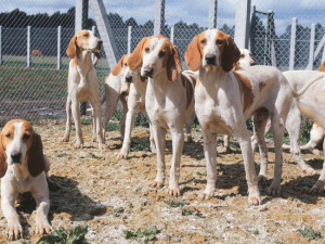 Chien Français Blanc et Orange is playing