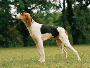 Chien Français Tricolore is howling