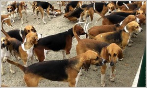 Chien Français Tricolore is gathering