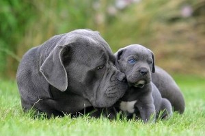 Chien-gris is cuddling with her baby